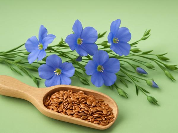 Ein Löffel Natur im Wasserglas: Warum Ernährungsfachleute auf morgendliche Leinsamen schwören